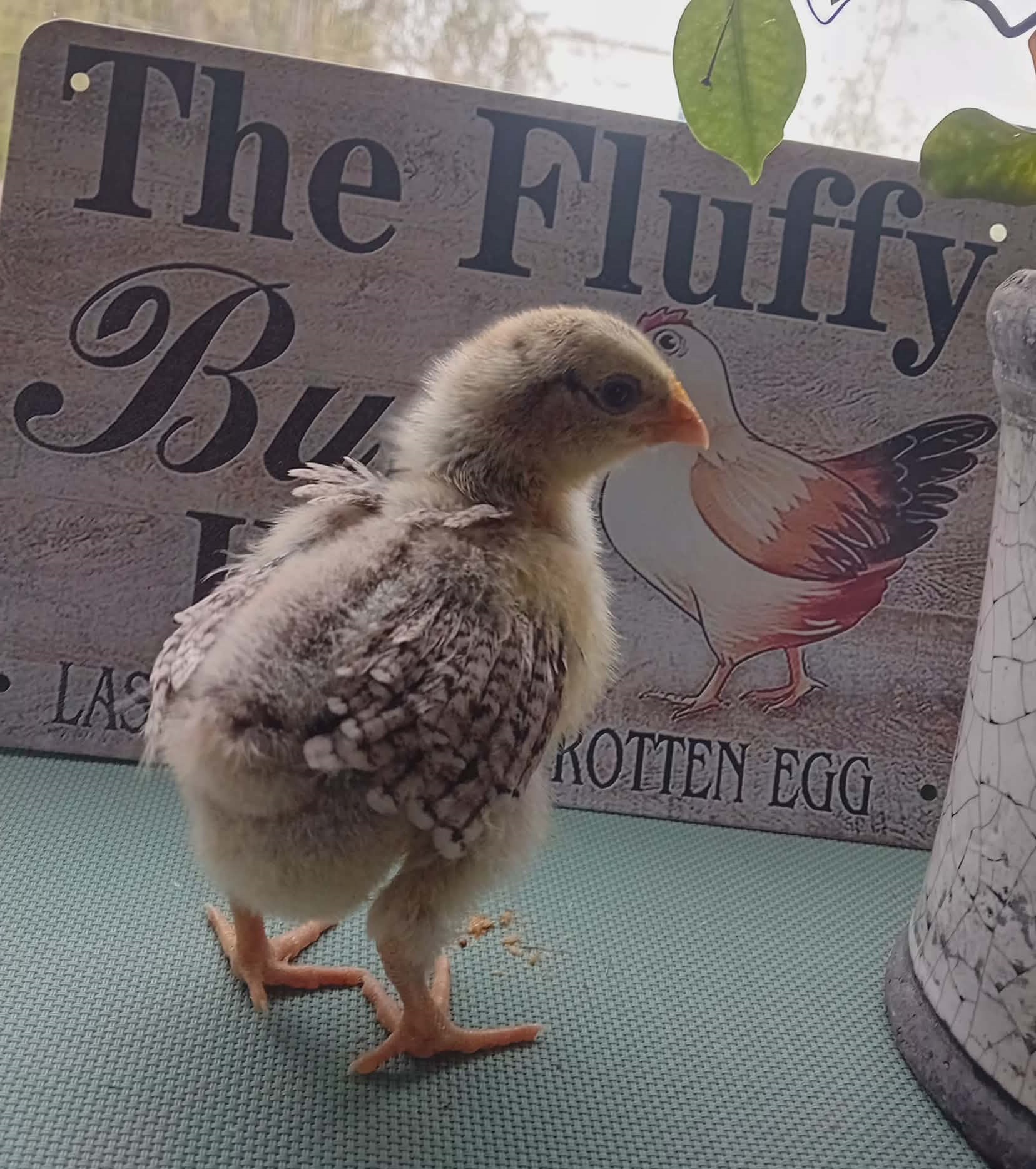 Een schattig opgroeiend kuiken dat in de meimaand binnen op een tafel staat voor een vintage decoratief kippenbord met de Engelse tekst 'The Fluffy Butt', passend bij Mammientjes Kippen-almanak.