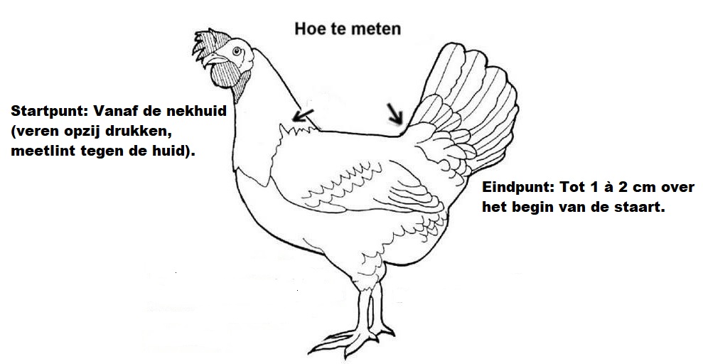 Meetinstructie voor een kippenzadel van Mammientje Tien met de titel 'Hoe te meten'. Een zwart-wit lijntekening van een kip laat met pijlen zien hoe de ruglengte wordt opgemeten. Het startpunt ligt vanaf de nekhuid (veren opzij drukken, meetlint tegen de huid). Het eindpunt is tot 1 à 2 cm over het begin van de staart.
