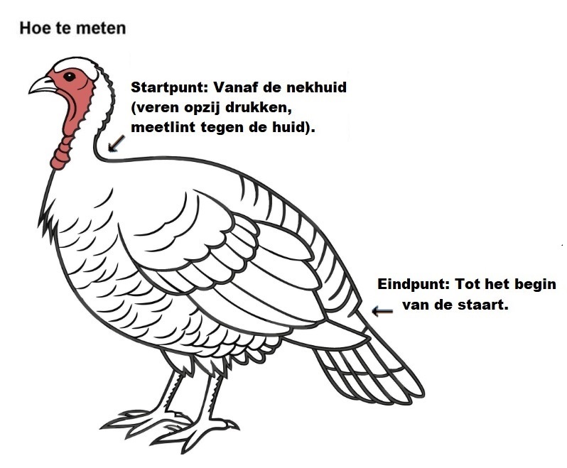 Meetinstructie voor een kalkoenzadel van Mammientje Tien met de titel 'Hoe te meten'. Een zwart-wit lijntekening van een kalkoen laat met pijlen zien hoe de ruglengte wordt opgemeten. Het startpunt ligt vanaf de nekhuid (veren opzij drukken, meetlint tegen de huid). Het eindpunt is tot het begin van de staart.