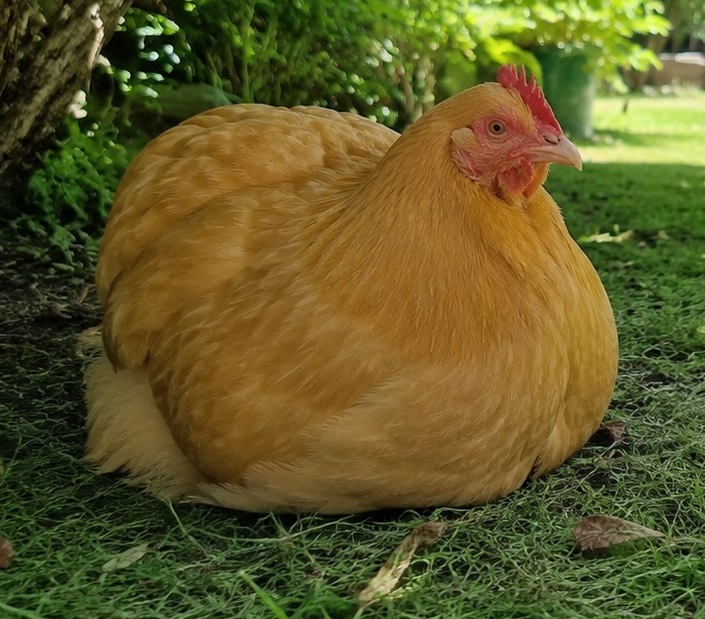 Een grote buff-kleurige Orpington hen die in de schaduw op het gras ligt te rusten tijdens een warme zomerdag in juni, passend bij Mammientjes Kippen-almanak