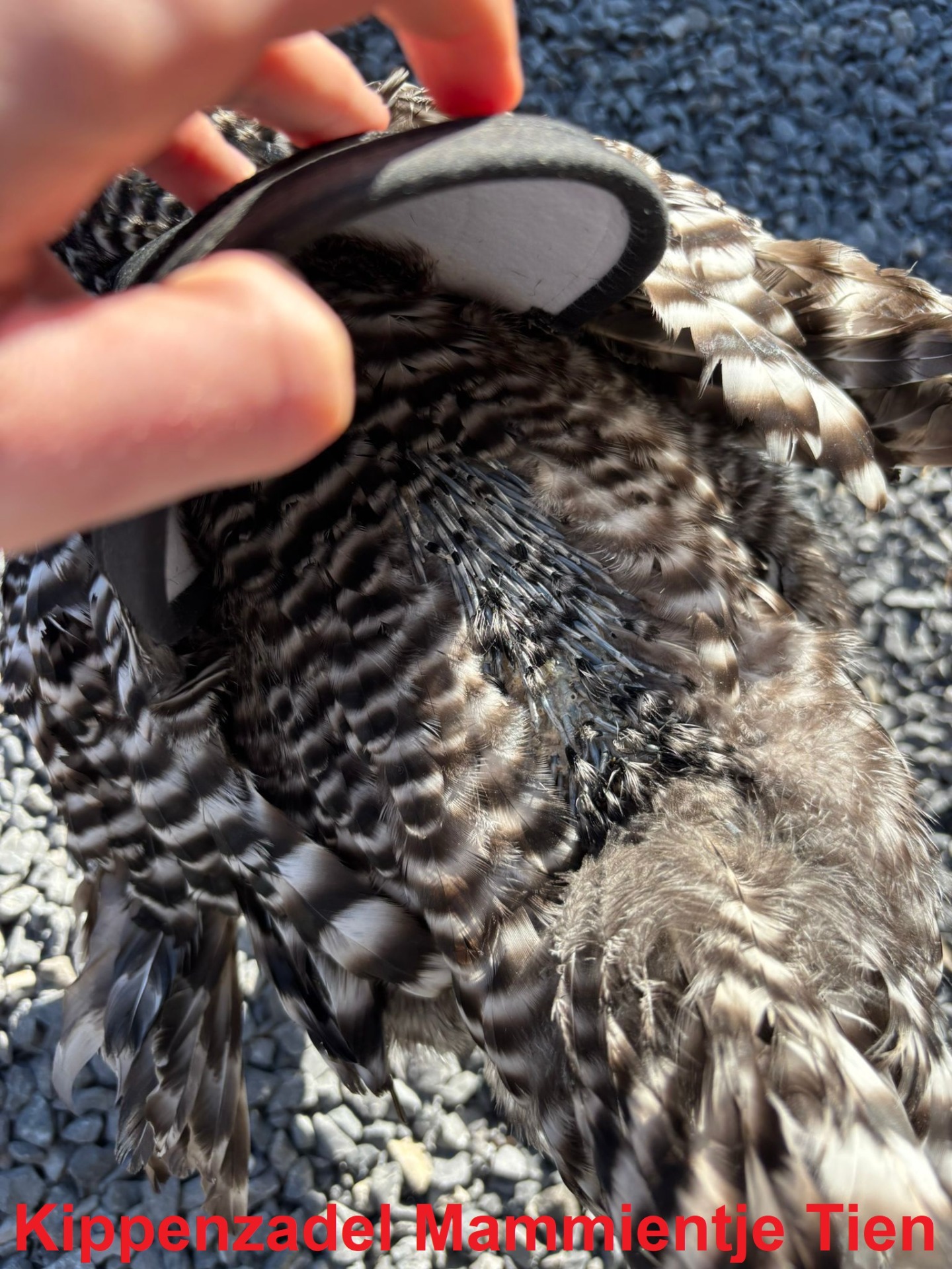 Close-up van de gestreepte rugveren van een hen, waarbij het zwarte lederen kippenzadel door een hand omhoog wordt gekanteld om de opkomende nieuwe veerschachten (penveren) op de herstellende huid te tonen.